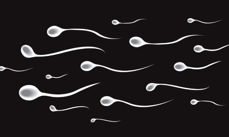 Нет сперматозоидов в спермограмме! Что делать?